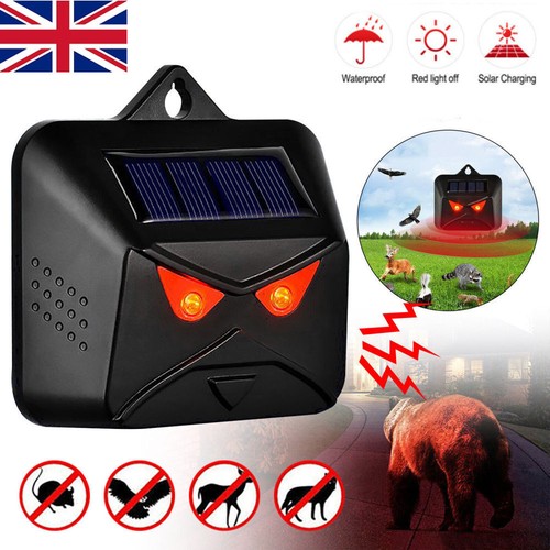 Solar nocturnal animal - nocturnal,