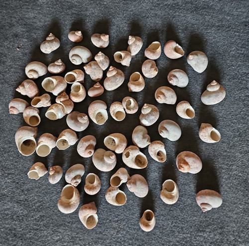 Lot turbo sea shells - pc,