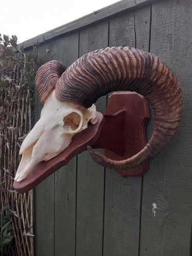 Taxidermy domestic rams horns - domestic,