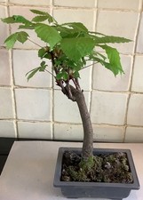 Bonsai Horse Chestnut Tree -