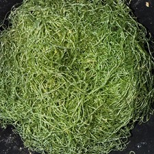 CHEATO LARGE LOT Cheatomorpha Algae Nitrate&Phosphate Buster Refugium Superfood