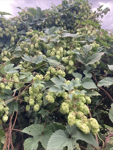 Box wild hops - vines, for