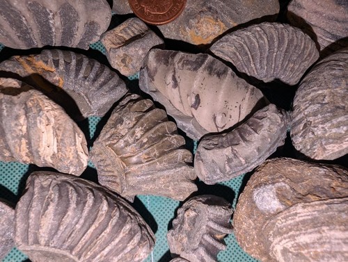 Stunning mixed fossil - fossil,