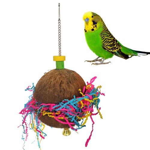 Bird parrot coconut shell - parrot,