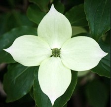Cornus kousa var teutonia - -