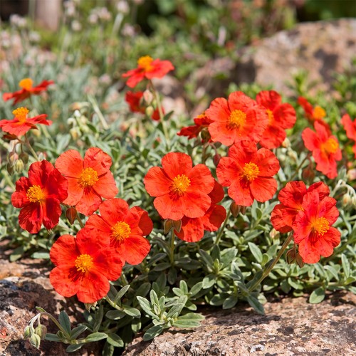 Helianthemum rock rose fire - rock,