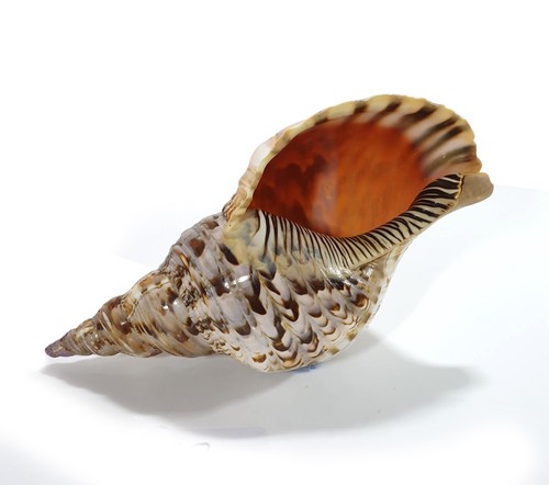 Large triton seashell charonia - large,
