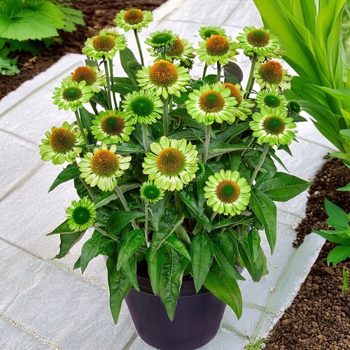 Echinacea mooodz jealousy 1 - mooodz,