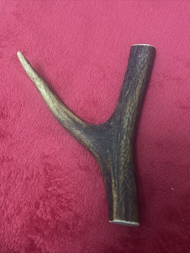 One piece deer antler - antler,, y