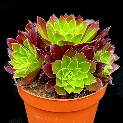 Large aeonium phoenix - large,