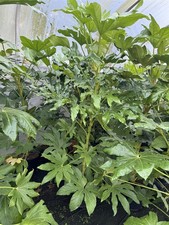 Fatsia Japonica Extra Large