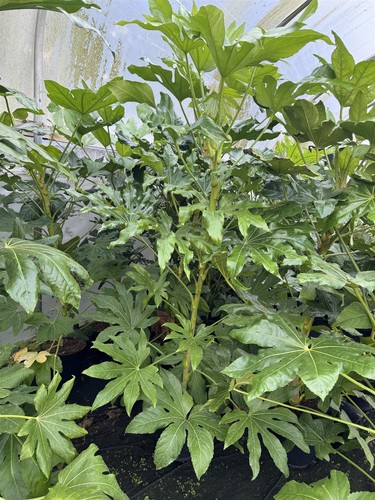 Fatsia japonica extra large - japonica,