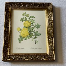 Antique Rosa Sulfurea Botanical Yellow Roses Engraving Signed P. J. Redoute