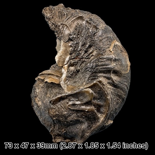 Fossil gryphaea bivalve