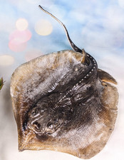 Lg Stingray Fish Ray Nautical