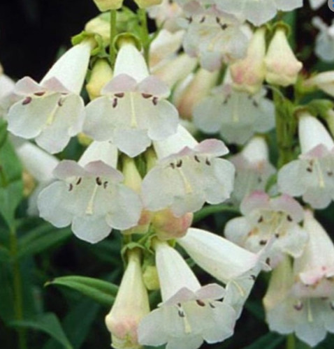 Penstemon wedding day - penstemon,