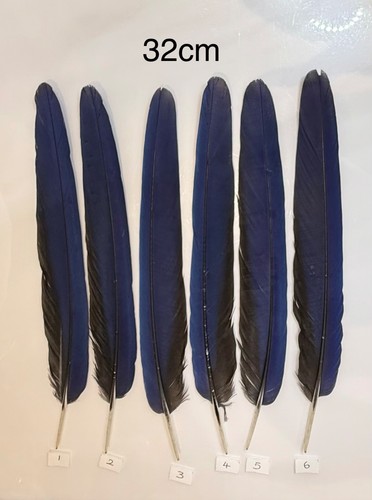 Parrot macaw feather crafts - parrot,