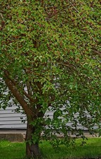 MULBERRY TREE 36-48" Tall