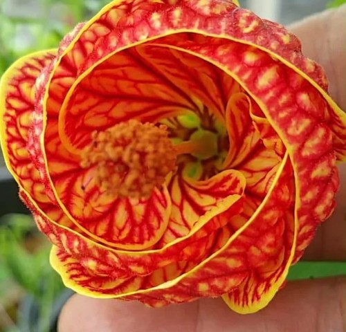 Abutilon red tiger uk - abutilon, ‘red