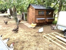 Rowton 8' x 6' Apex Poultry Chicken Duck House - with 12 laying boxes