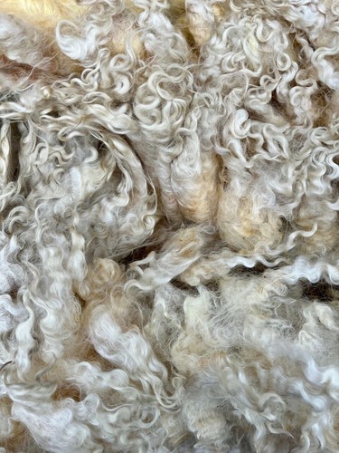 Raw cotswold unwashed sheep - raw,