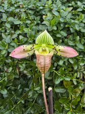 Rare Paphiopedilum venustum 6101 x 6102 orchid plant , FS not in bloom