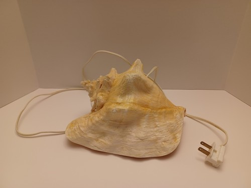 Large vintage conch - large,