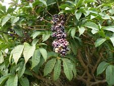 OREOPANAX XALAPENSIS - 10 x