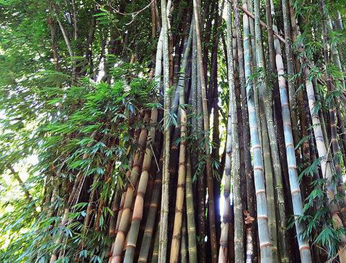 Giant bamboo seeds - giant,