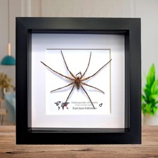 Framed huntsman spider