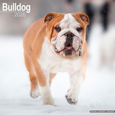 Bulldog 2026 Calendar | Dog