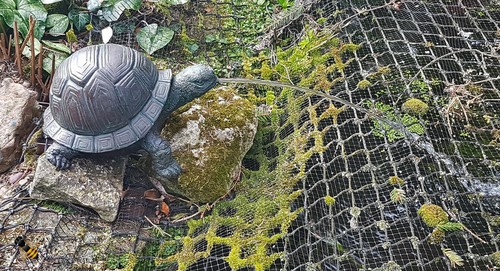 Pond spitter tortoise - spitter,