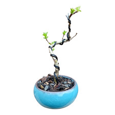Hawthorn Bonsai Tree - Mame
