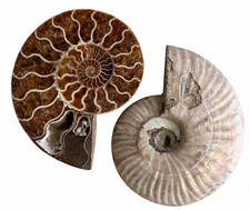 Polished ammonite fossil pair - fossil,