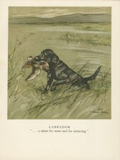 LABRADOR RETRIEVER LOVELY OLD 1947 DOG ART PRINT by ARTIST  VERNON STOKES