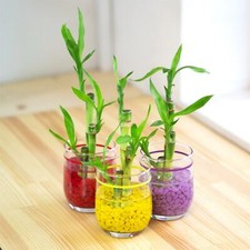 1 Lucky Bamboo Ribbon Plant in