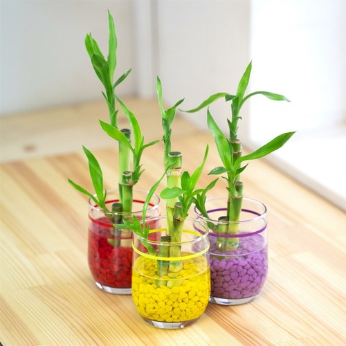 Lucky bamboo ribbon - plant, in