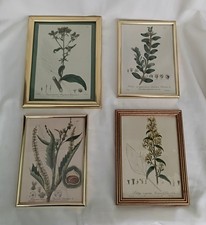 Baxter antique botanical