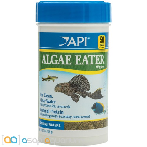 Api algae eater - algae,