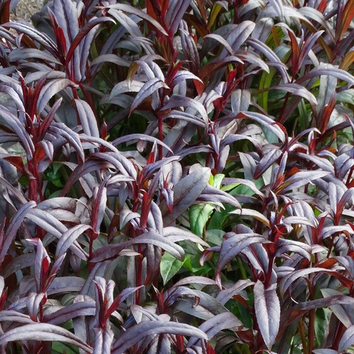Penstemon dark towers 1 - towers,