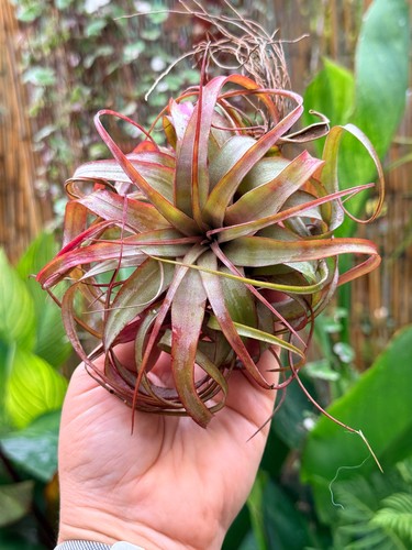 Rare tillandsia eric knobloch - eric,
