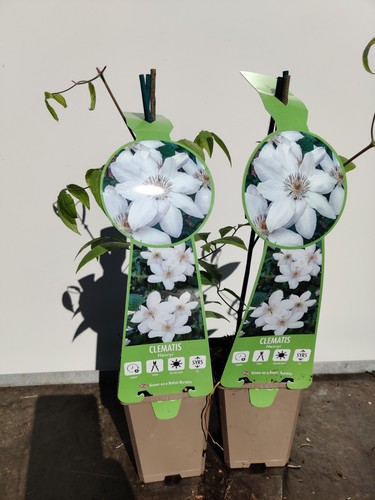 Clematis henryi 9cm white - 2,