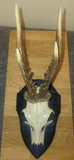 Roe Deer Stag Antlers Natural