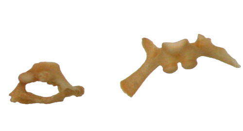 Oligocene fossil brooksville - oligocene,