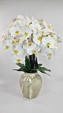 Luxury White Orchid