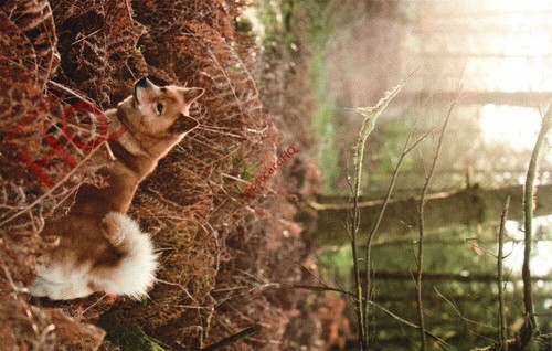 Picture postcard dog finnish - dog,,