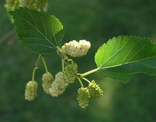 Wonderful Edible White
