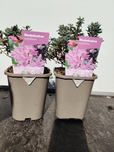 Dwarf rhododendron - 2x,