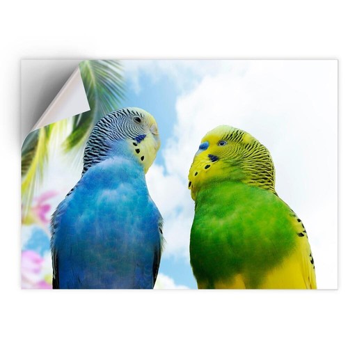 Vinyl sticker pretty budgie - sticker,