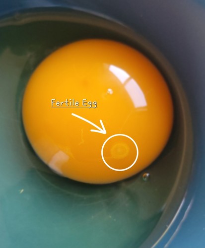 Hatching eggs barnyard - 🌈,